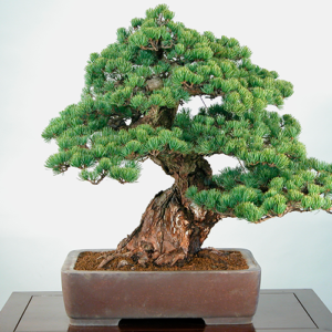 Bonsai