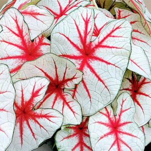 Caladium