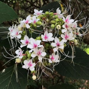 Clerodendro