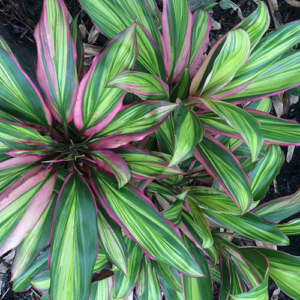 Cordyline