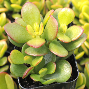 Crassula