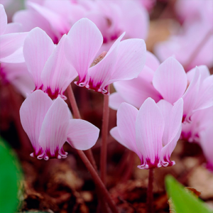 Cyclamen