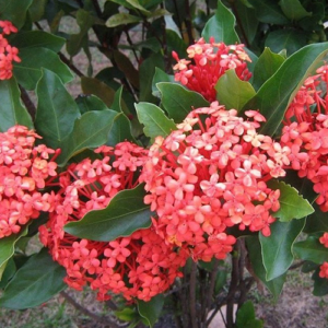 Ixora