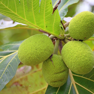 Fruta-pão