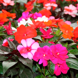 Impatiens