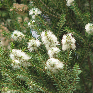 Melaleuca