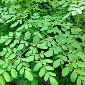 Moringa