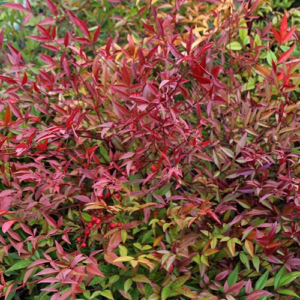 Nandina