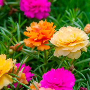 60 Sementes Flor Cravo Multicoloridos Dobrados / Ideal para Vasos e Mudas