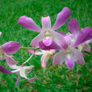 Orquídea