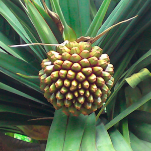 Pandanus