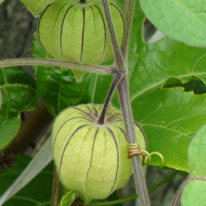 Physalis