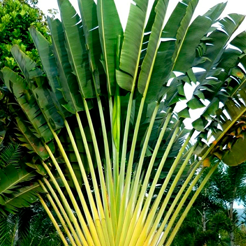 Palmeira Ravenala Vendas - Lotus Paisagismo Cuiabá