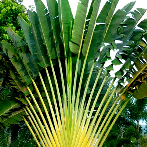 Planta de Sol - palmeira - Palmeira Ravenala