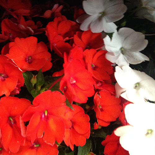 CULTIVANDO: SunPatiens e Impatiens 