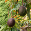 abacate avocado produtor garden