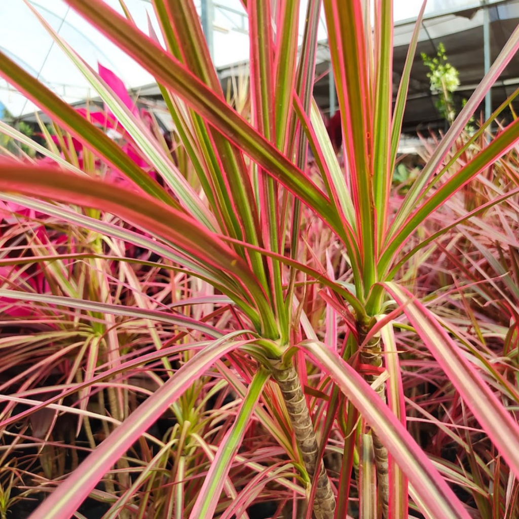 Dracena Tricolor O Produtor Garden