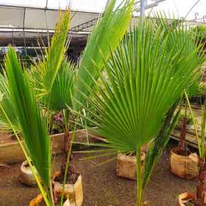 Washingtonia